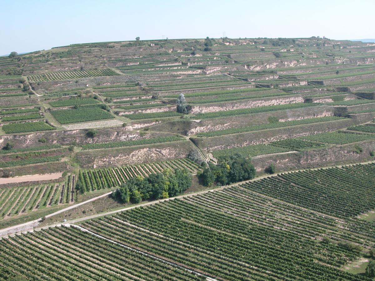 GedersdorfWeingut Und Gaestehaus Berger住宿加早餐旅馆 外观 照片